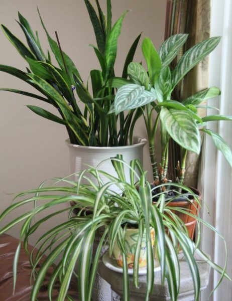 Six Reasons Your House Plants are Dying