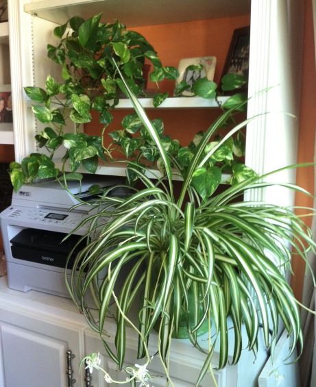 Plants in home office