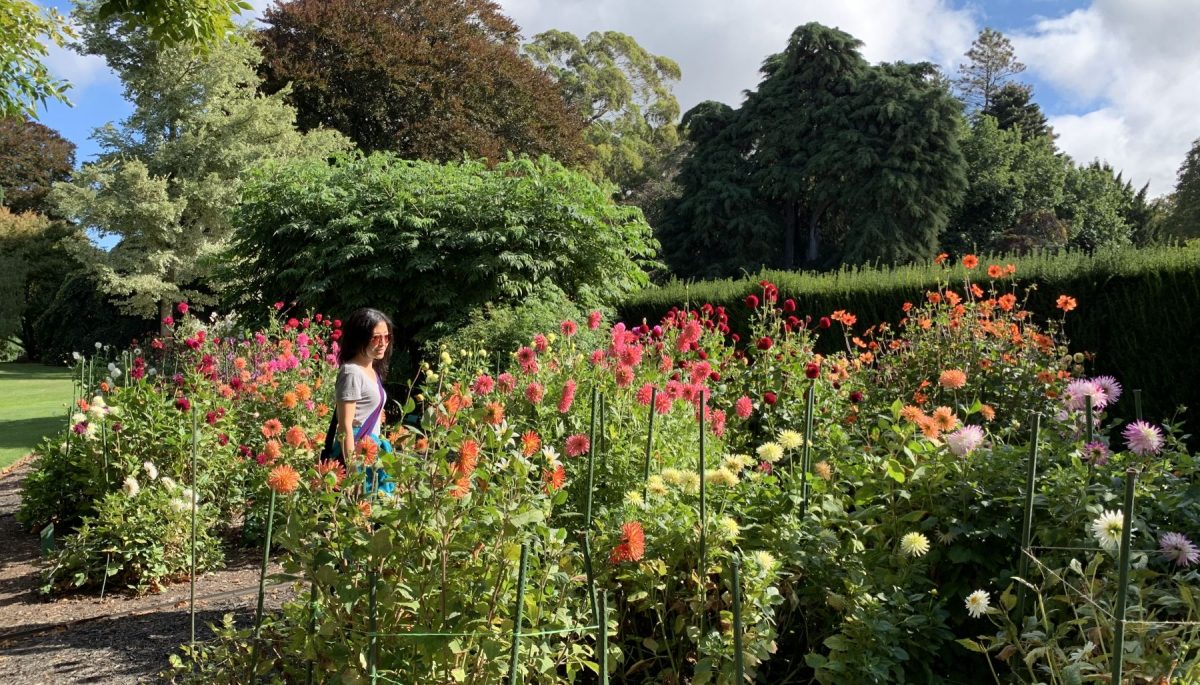 Dahlia Garden at the Christchurch Botanical Gardens