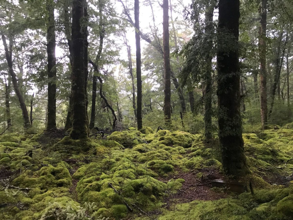Lush forest in the Kepler Track