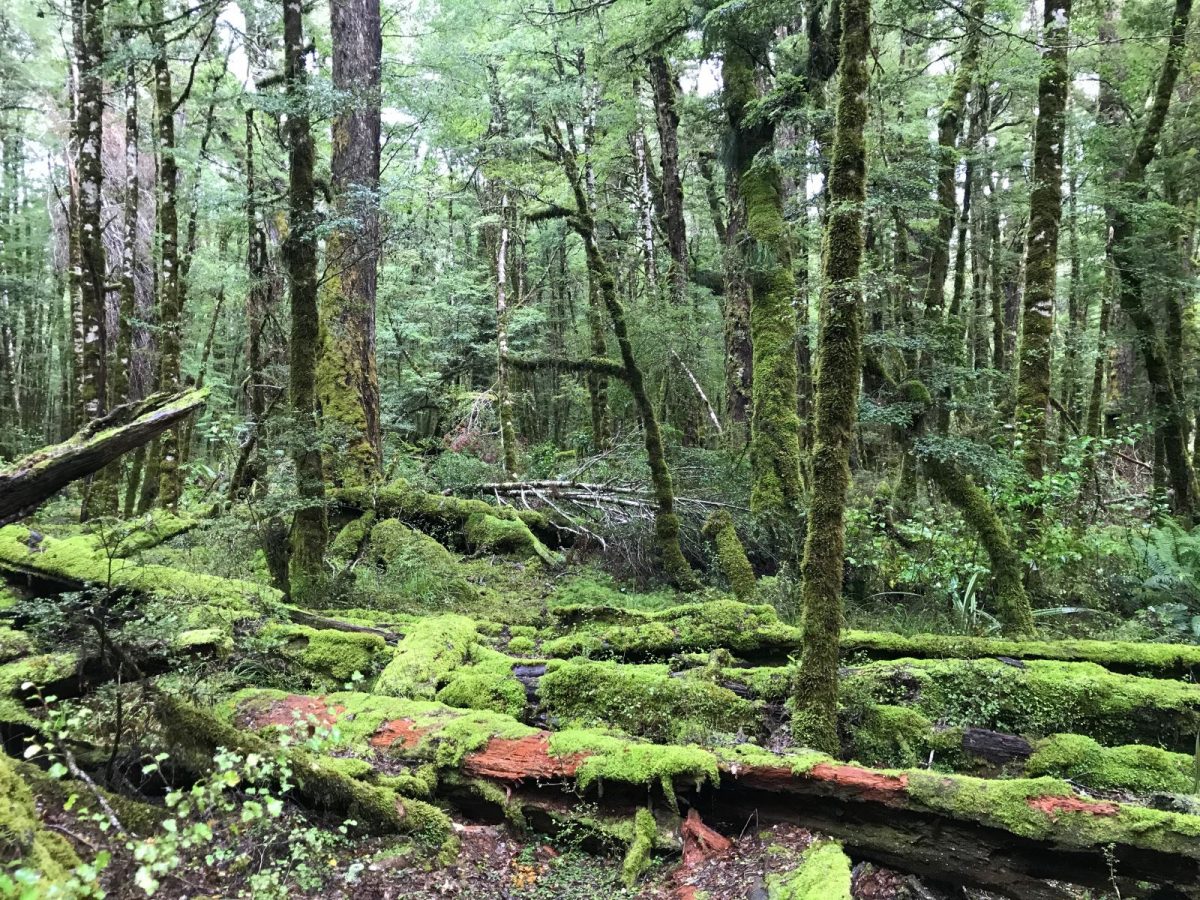 Lush forest near Cascade Creek