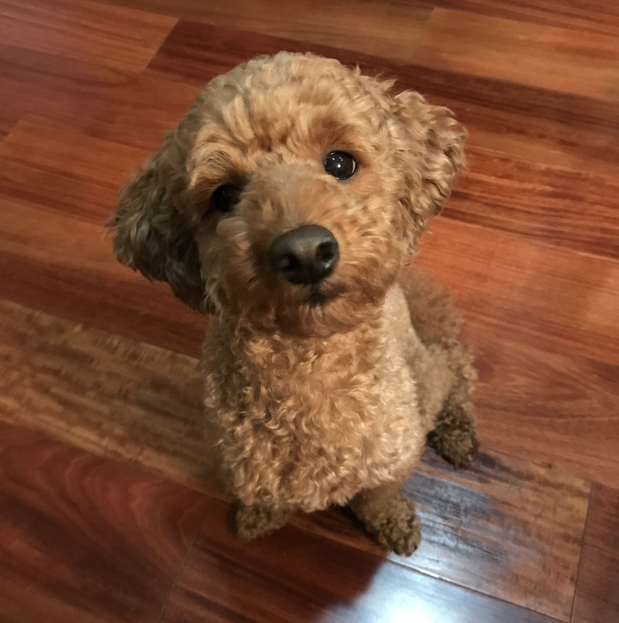 Our miniature poodle Coco