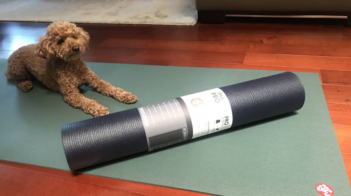 Dog with Yoga mats
